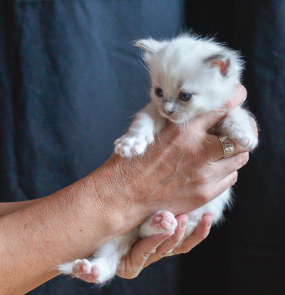 ragdoll kitten